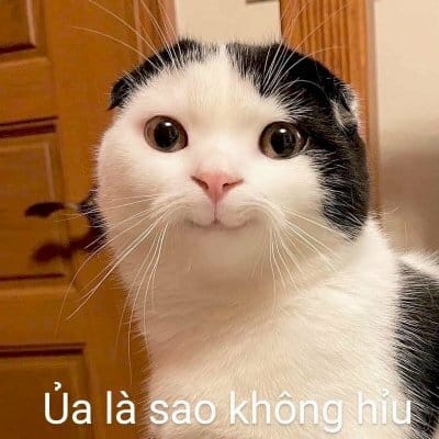 Hình chế mèo bựa nhất