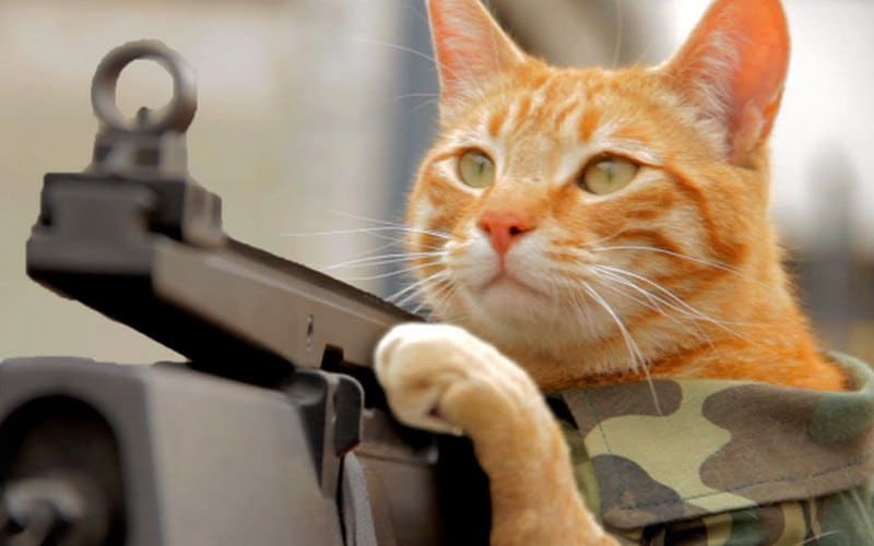 Hinh nen meo Free Fire may tinh chat luong cao