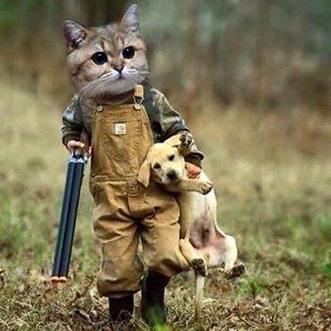 Meme Mèo Cầm Súng Chế Bựa