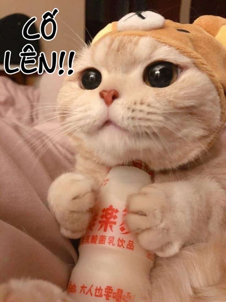 Meme Mèo Cố Lên Cute
