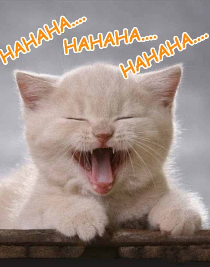 Meme Mèo Cười Haha