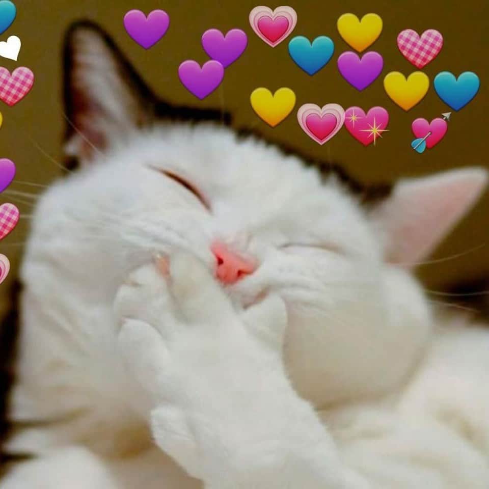 Meme Mèo Yêu Cute