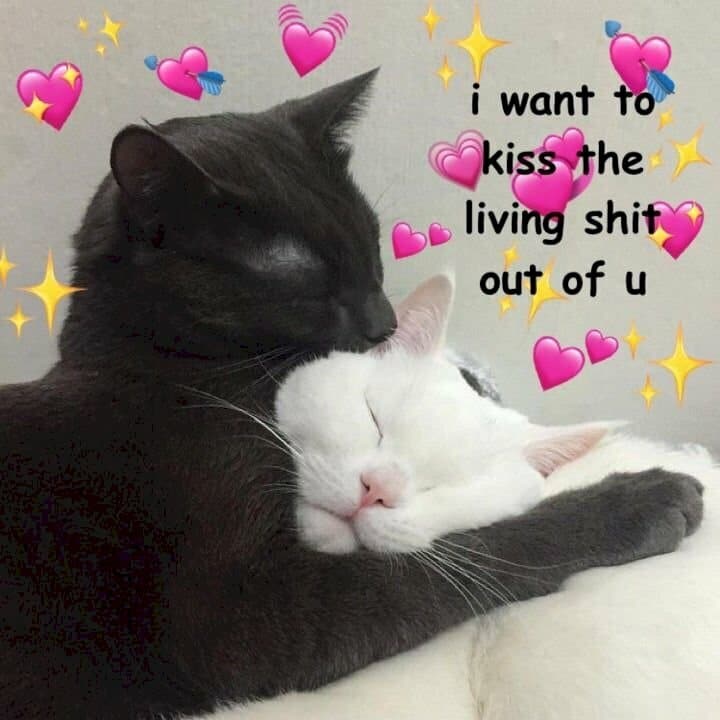 Meme mèo ôm nhau ngủ