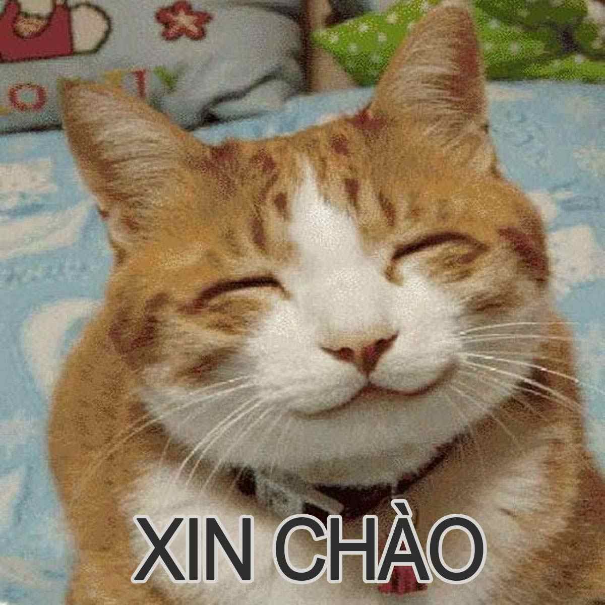 Meme xin chào
