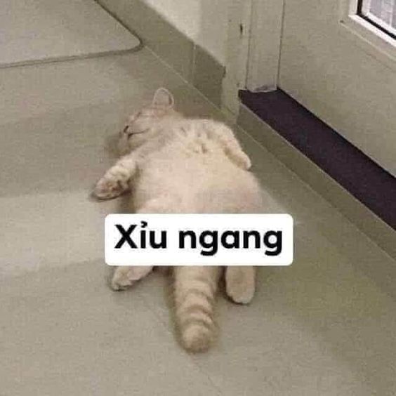 Mèo Bựa Dễ Thương