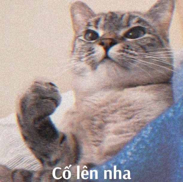 Mèo Cố Lên