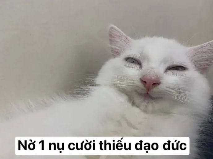 Mèo Cười Đểu Hài Hước