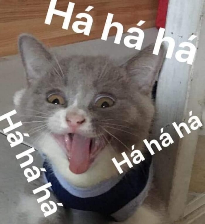 Mèo Cười Haha