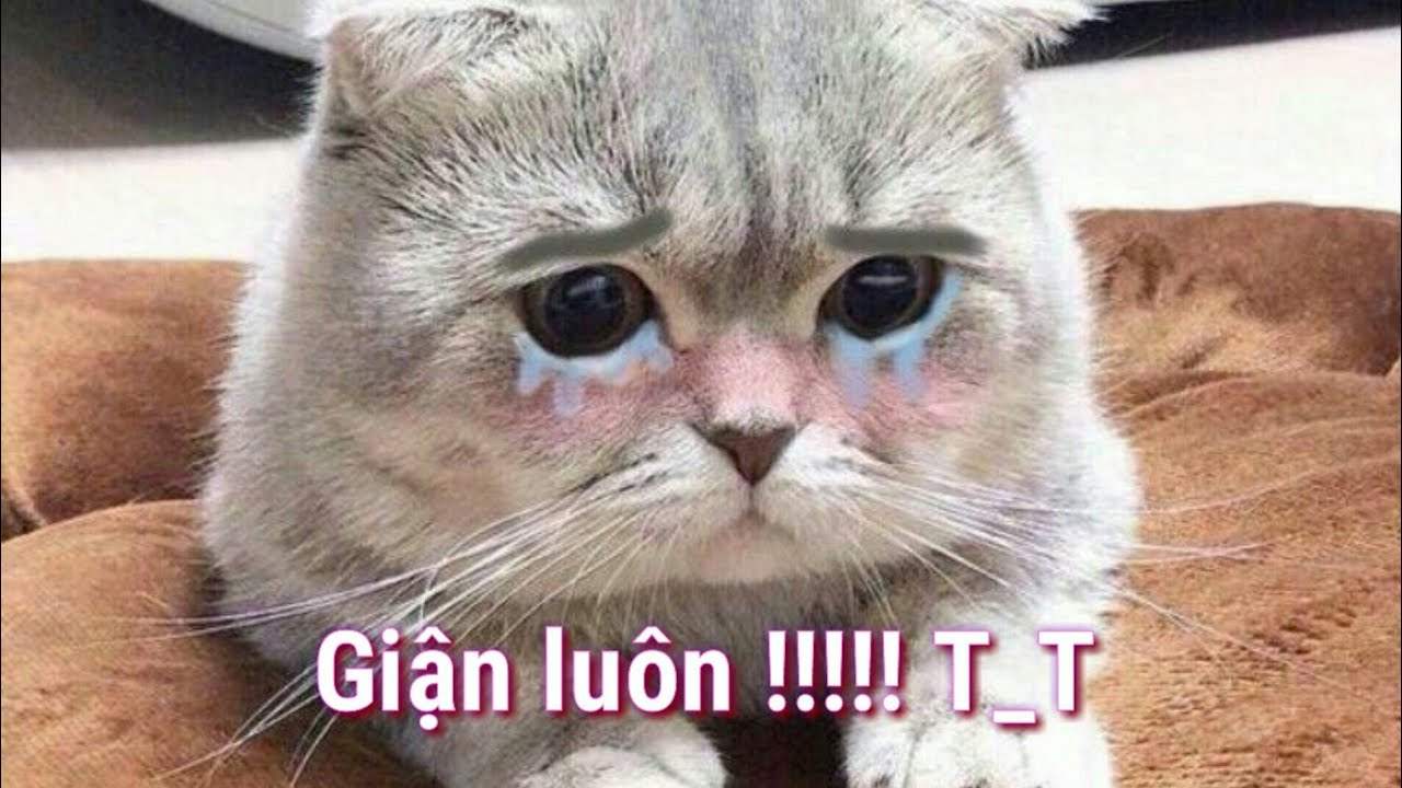 Meo Gian Doi Dang Yeu