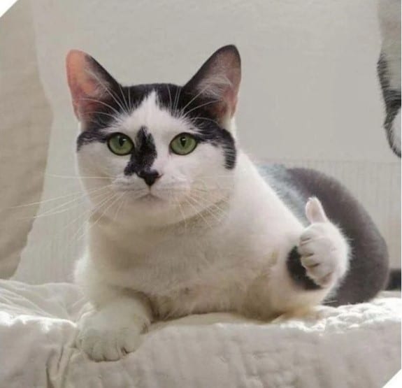 Mèo Giơ Like