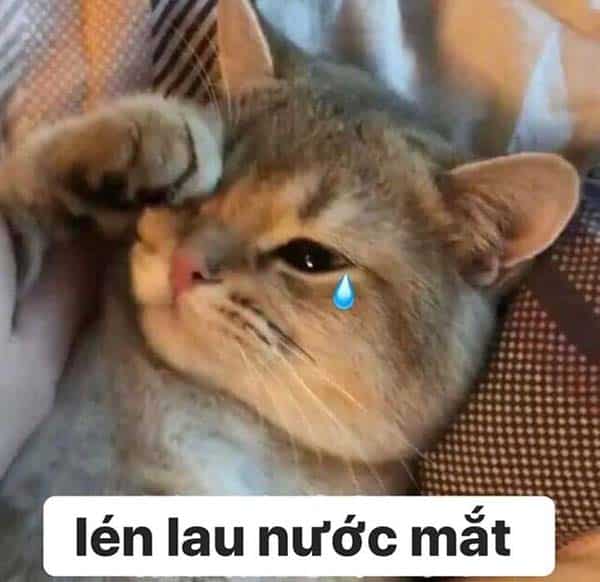 Meo Khoc Lau Nuoc Mat