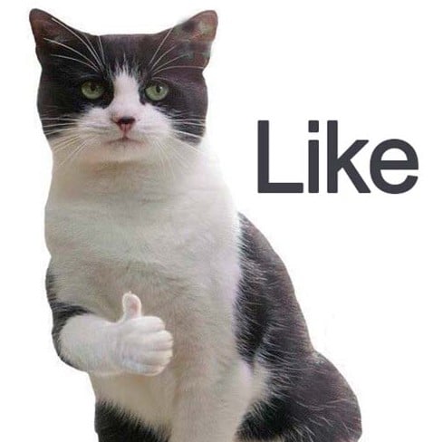 Mèo Like