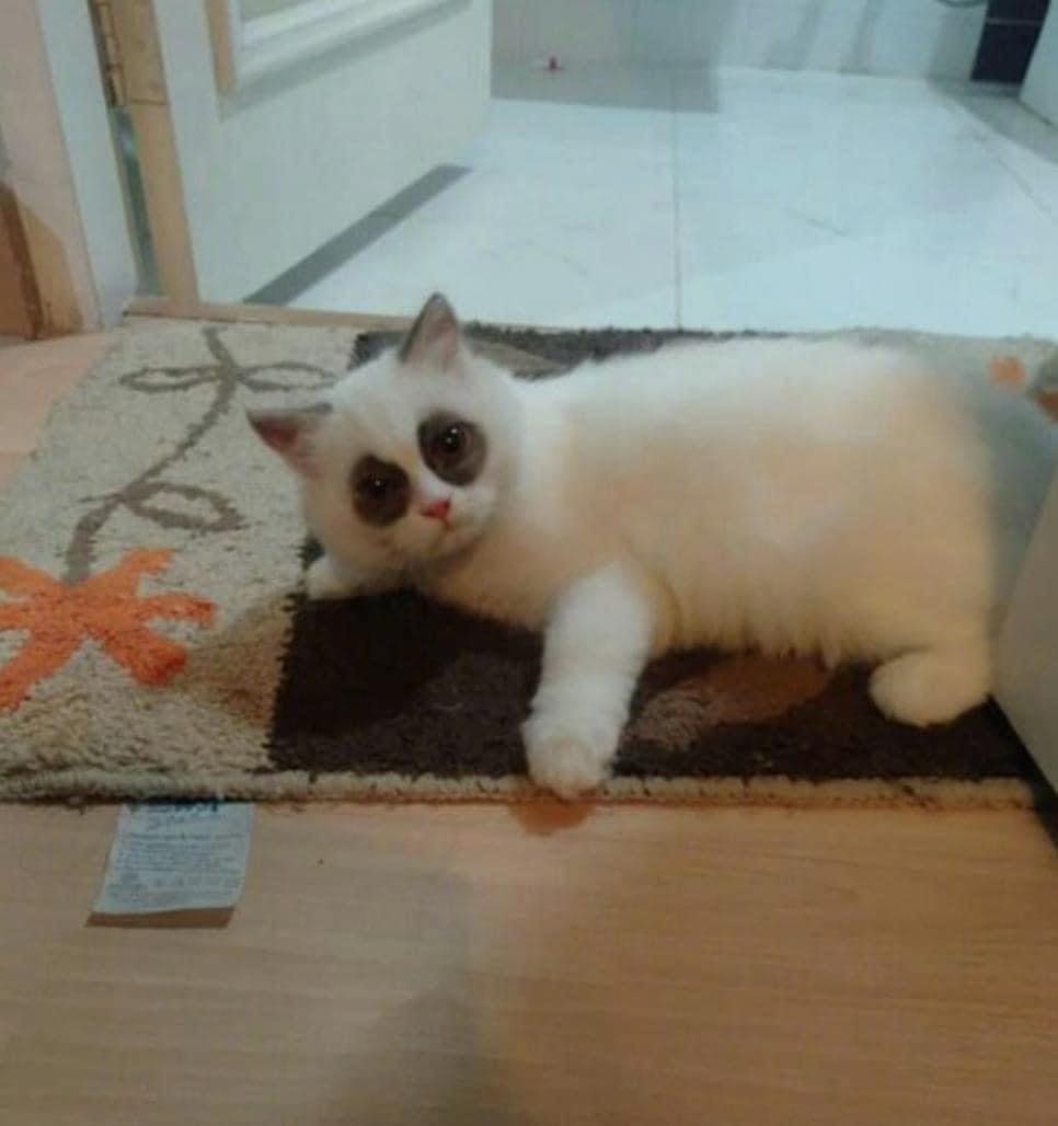 Mèo Mất Ngủ