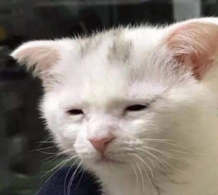 Mèo Mới Ngủ Dậy
