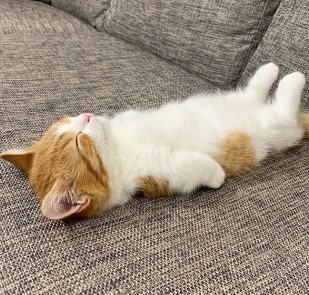 Mèo Ngủ Nằm Ngửa