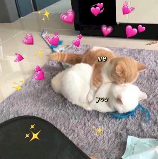 Mèo Ôm An Ủi