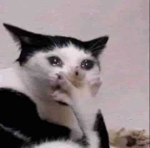 Mèo Ôm Mặt Khóc