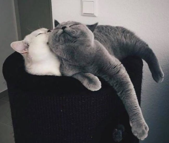 Mèo Ôm Nhau Ngủ Đáng Yêu