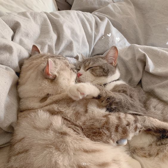 Mèo Ôm Nhau Ngủ Dễ Thương