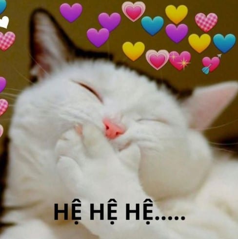 Mèo cười hệ hệ đáng yêu