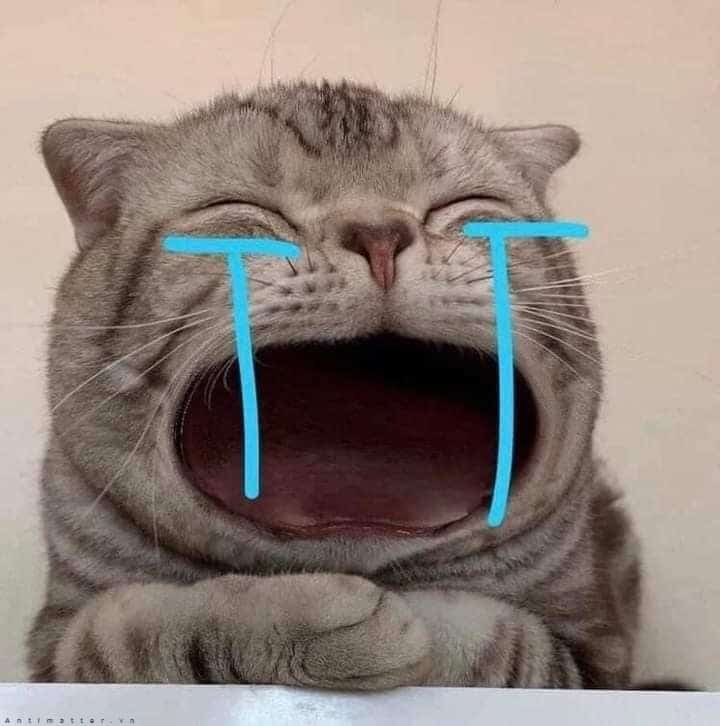 Mèo khóc to