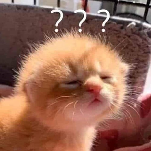 Mèo ngủ dậy ngơ ngác
