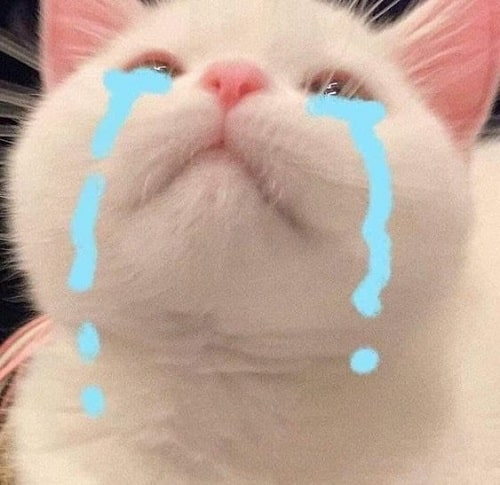 Mèo rơi nước mắt
