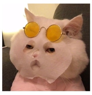 Hình mèo vô tri cute