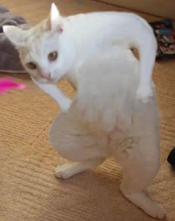 Hình mèo vô tri hài hước