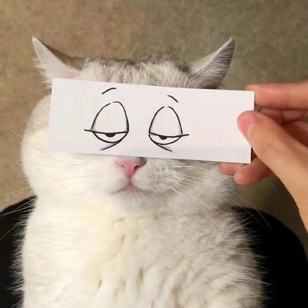 Hình mèo vô tri vui