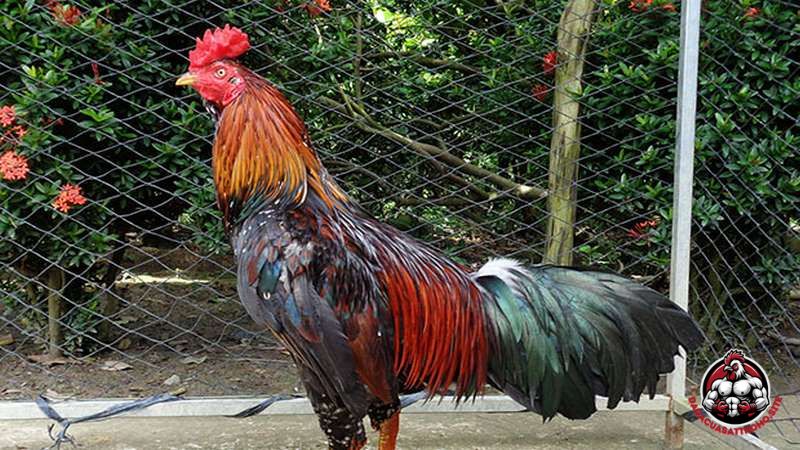 Kinh Nghiệm Để Lai Tạo Thành Công