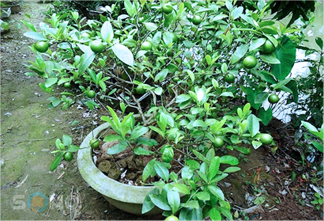 mơ thấy cây chanh đánh lô đề con gì