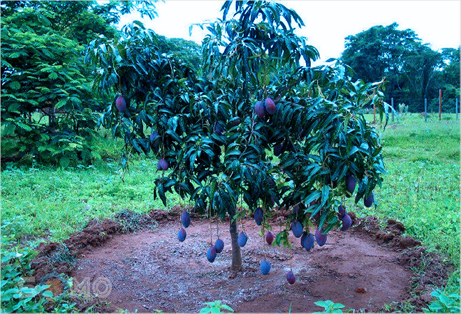 mơ thấy cây xoài đánh lô đề con gì