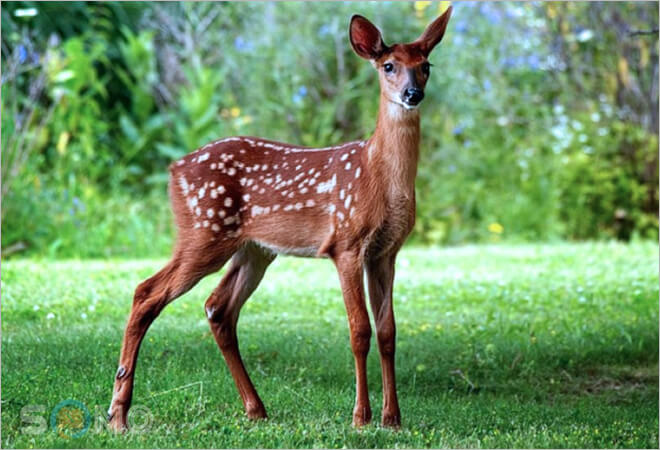 mơ thấy con nai đánh lô đề con gì