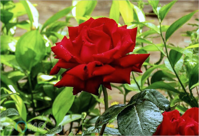 mơ thấy hoa hồng đánh lô đề con gì