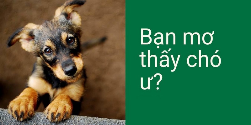 Mơ Thấy Chó Đánh Con Gì? Bật Mí Con Lô Trúng Thưởng Khủng 2 Mơ thấy chó đánh con gì nếu là chó màu đen?