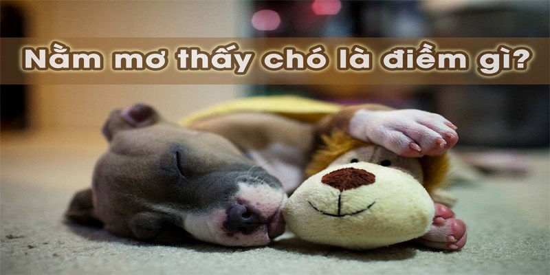 Mơ Thấy Chó Đánh Con Gì? Bật Mí Con Lô Trúng Thưởng Khủng 3 Nằm mơ thấy chó đánh con gì húp bạc tỷ?